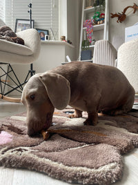 AANGEPAST HUISDIERENKLEED - Gecapitonneerd tapijt - Gepersonaliseerd portret van een huisdierhond, aangepaste woonaccessoires